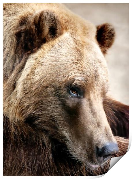 Alaskan Brown (grizzly) bear Print by Jim Hughes