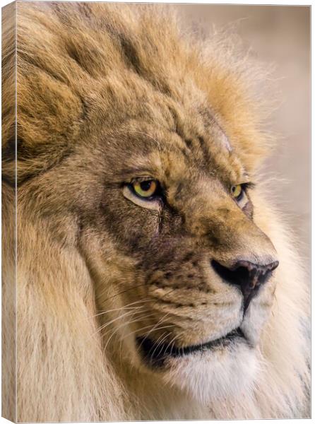 Male African Lion Canvas Print by Jim Hughes