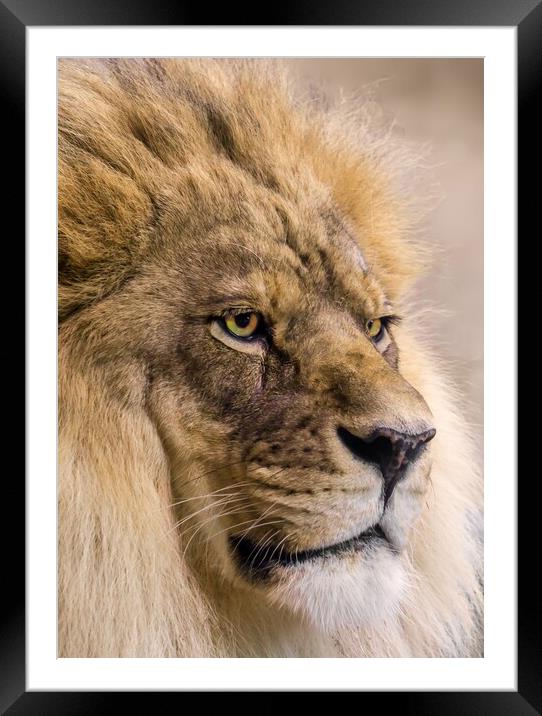 Male African Lion Framed Mounted Print by Jim Hughes
