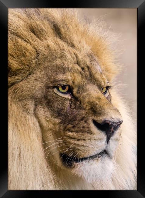 Male African Lion Framed Print by Jim Hughes