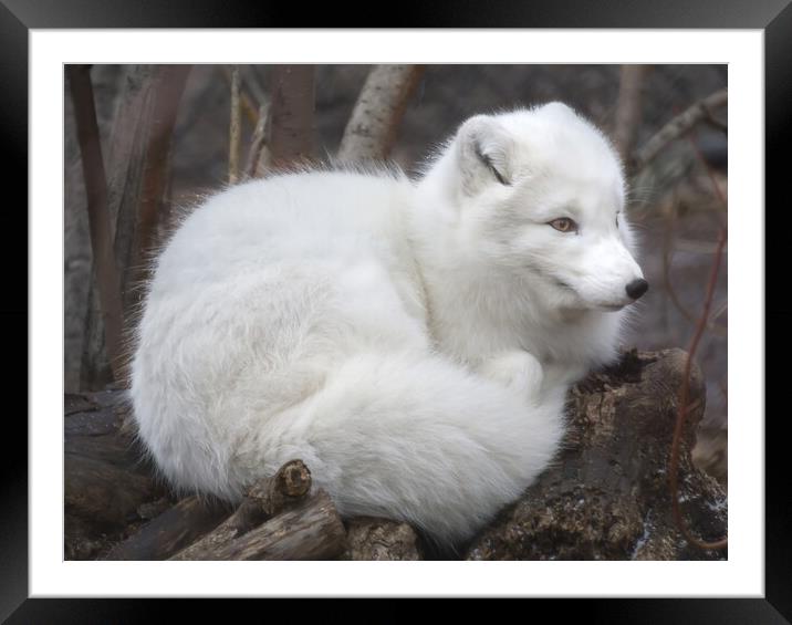 Arctic Fox Framed Mounted Print by Jim Hughes