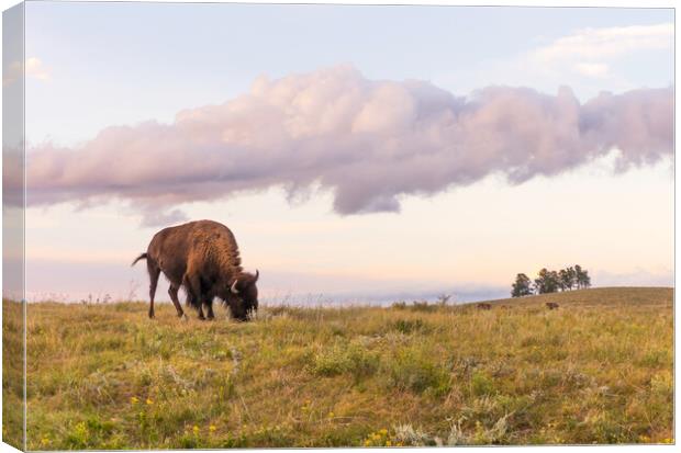Lone Bison in Black Hills, South Dakota Canvas Print by Jim Hughes
