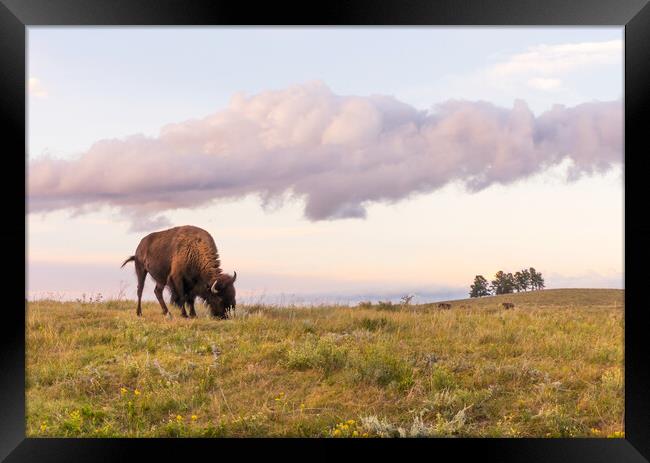 Lone Bison in Black Hills, South Dakota Framed Print by Jim Hughes