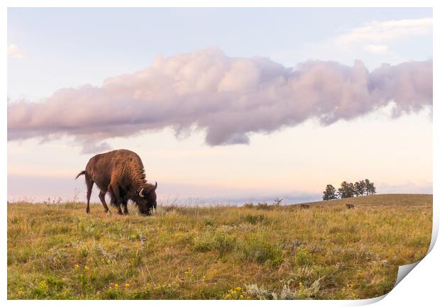 Lone Bison in Black Hills, South Dakota Print by Jim Hughes