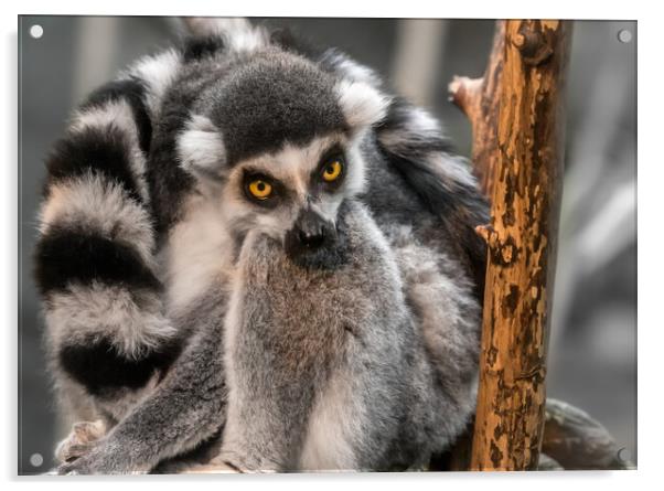 Ring-tailed Lemur Acrylic by Jim Hughes
