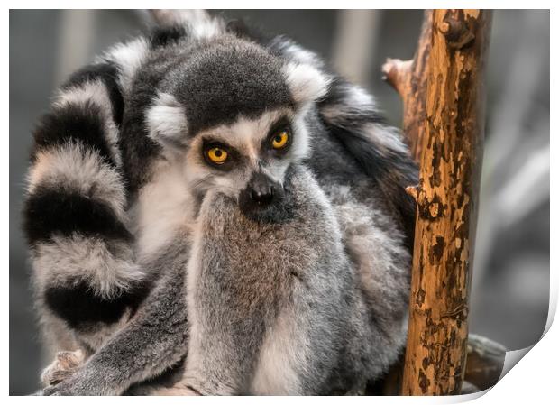 Ring-tailed Lemur Print by Jim Hughes