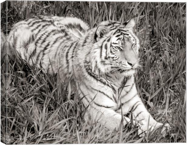 Siberian Tiger in grass Canvas Print by Jim Hughes