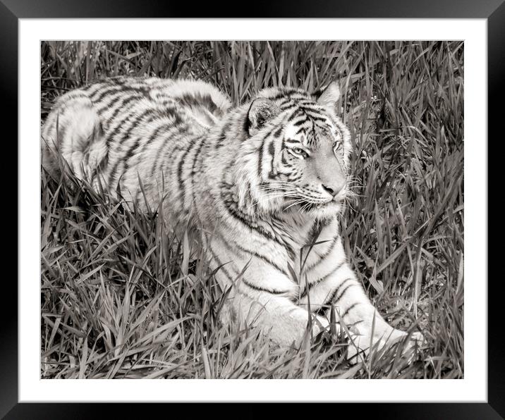 Siberian Tiger in grass Framed Mounted Print by Jim Hughes