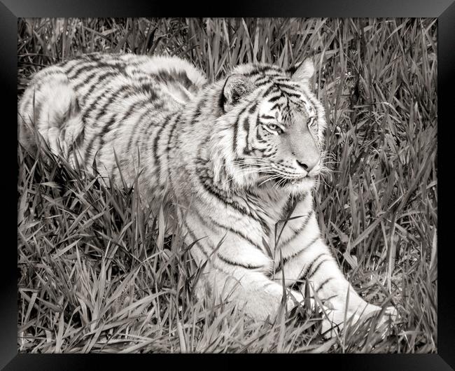Siberian Tiger in grass Framed Print by Jim Hughes