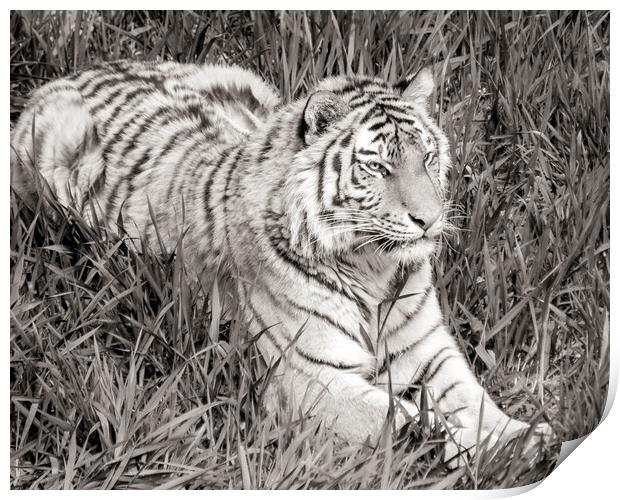 Siberian Tiger in grass Print by Jim Hughes