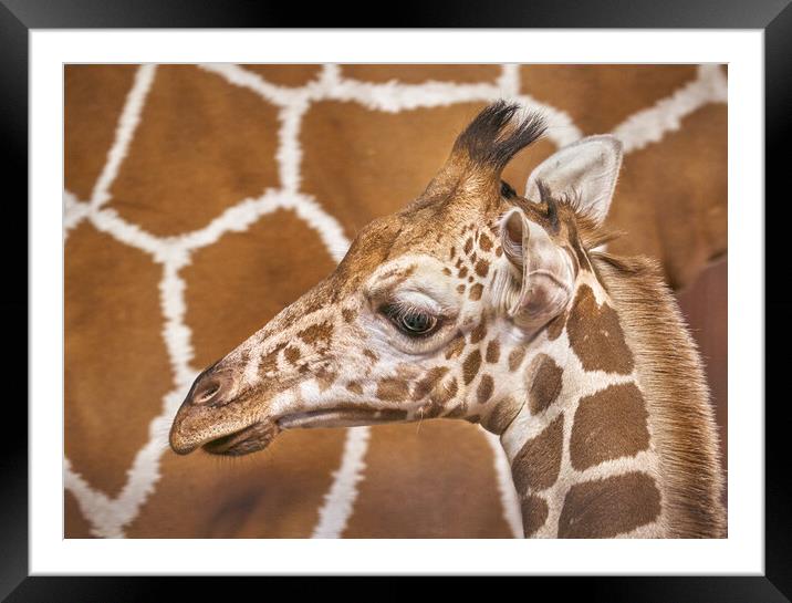 Young giraffe Framed Mounted Print by Jim Hughes