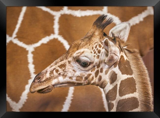 Young giraffe Framed Print by Jim Hughes