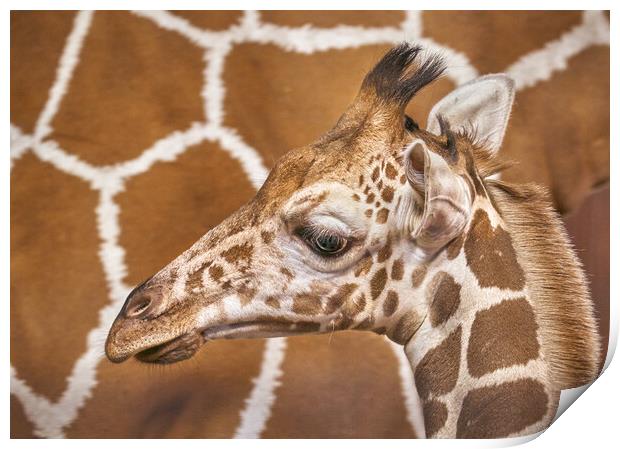Young giraffe Print by Jim Hughes