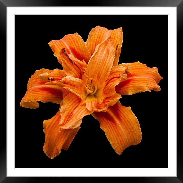 Orange Lily Framed Mounted Print by Karen Martin
