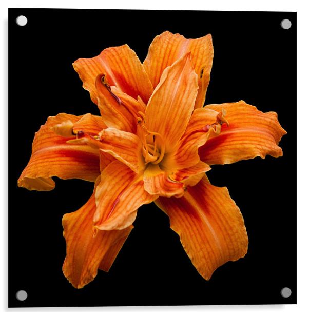 Orange Lily Acrylic by Karen Martin