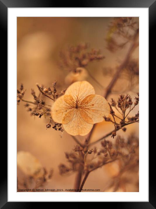Hydranger flower Framed Mounted Print by Simon Johnson