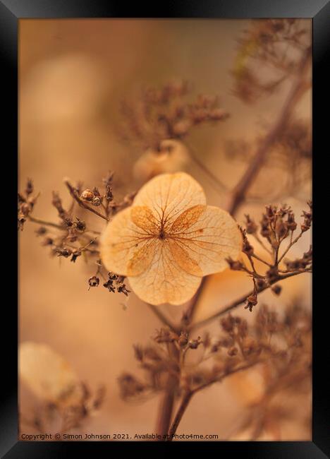 Hydranger flower Framed Print by Simon Johnson