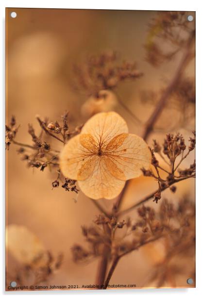 Hydranger flower Acrylic by Simon Johnson