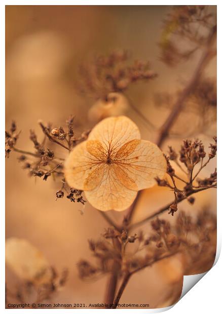 Hydranger flower Print by Simon Johnson
