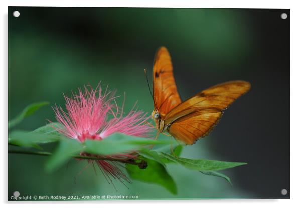 Julia Butterfly close-up Acrylic by Beth Rodney
