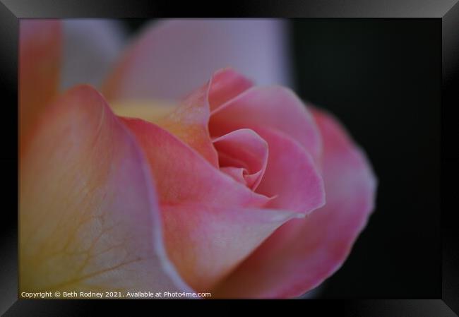Pink rose petals close-up Framed Print by Beth Rodney