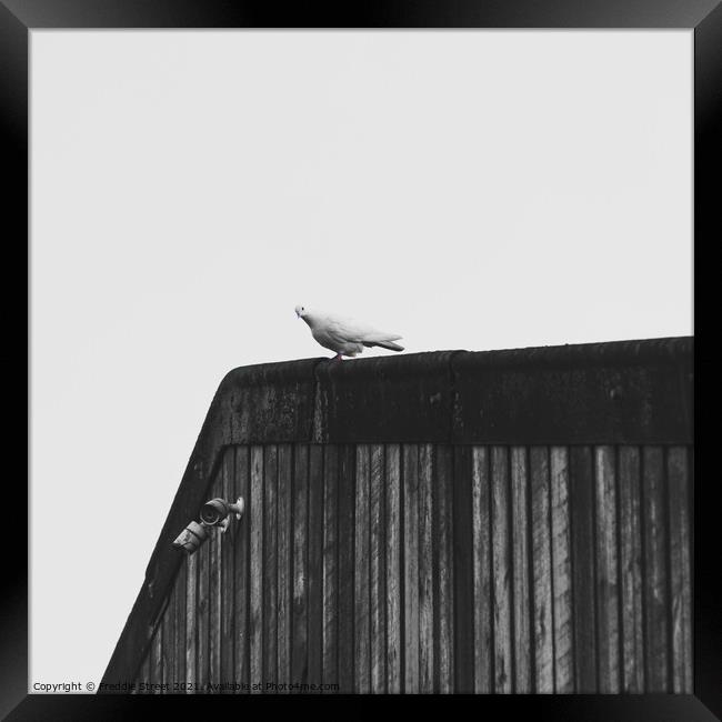 Lonely Dove Framed Print by Freddie Street