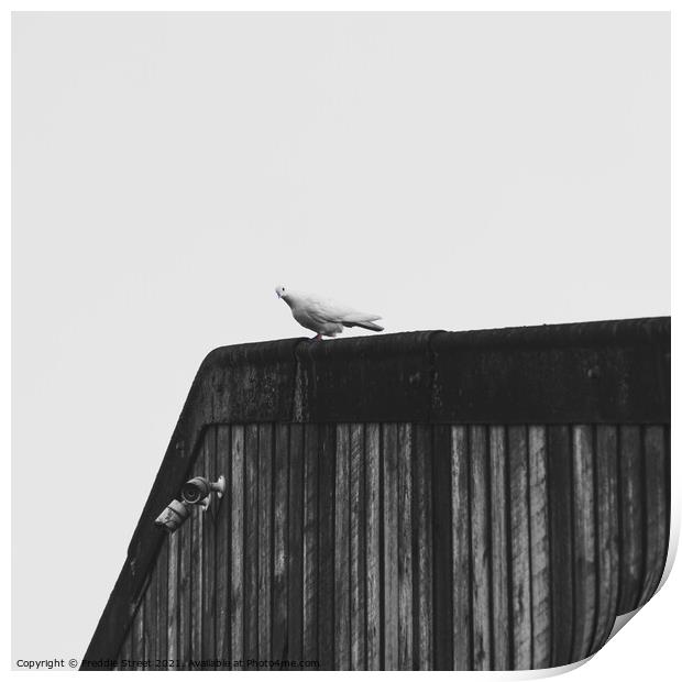 Lonely Dove Print by Freddie Street