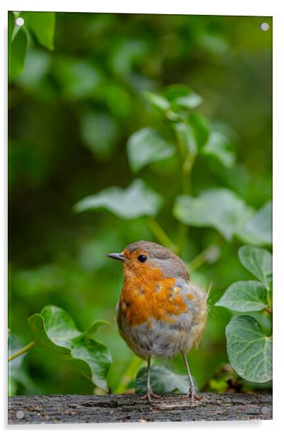European Robin Acrylic by Images of Devon