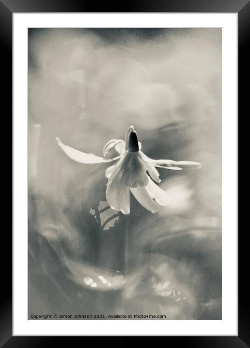Snowdrop in action Framed Mounted Print by Simon Johnson