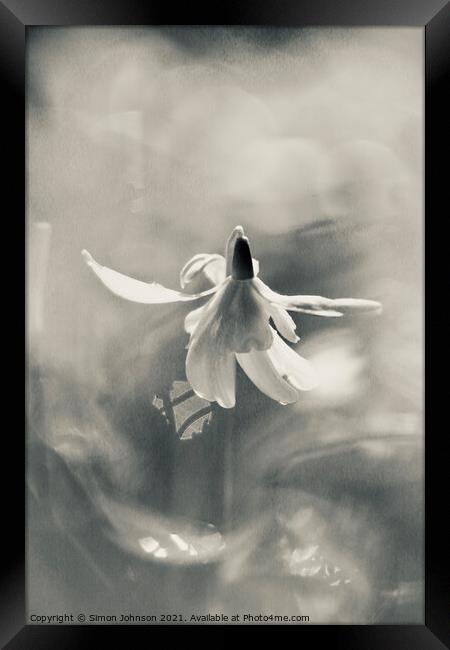 Snowdrop in action Framed Print by Simon Johnson