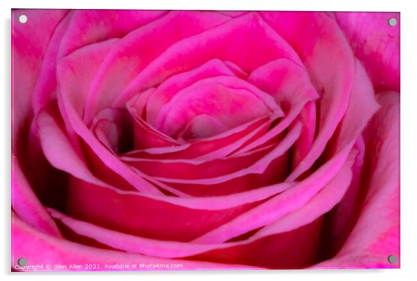 Rose 2 Acrylic by Glen Allen