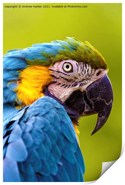 Blue and Yellow Macaw  Print by Andrew Harker