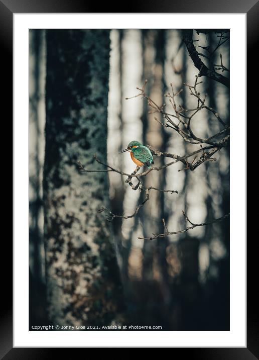 Kingfisher on the Kent  Framed Mounted Print by Jonny Gios