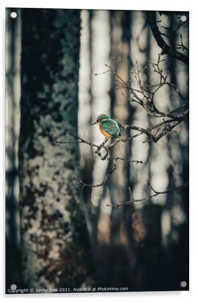 Kingfisher on the Kent  Acrylic by Jonny Gios