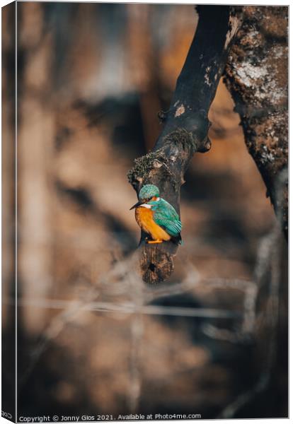 Kingfisher waiting to dive Canvas Print by Jonny Gios
