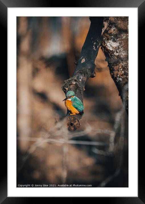 Kingfisher waiting to dive Framed Mounted Print by Jonny Gios