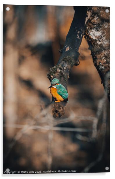 Kingfisher waiting to dive Acrylic by Jonny Gios