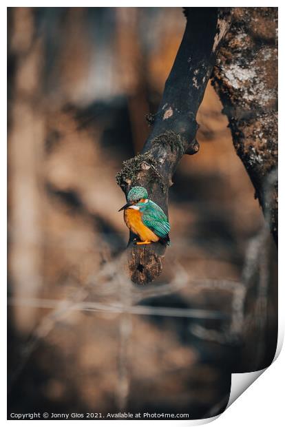 Kingfisher waiting to dive Print by Jonny Gios