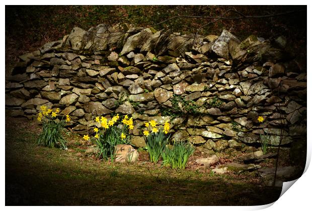 A Patch of Spring Sunshine Print by graham young