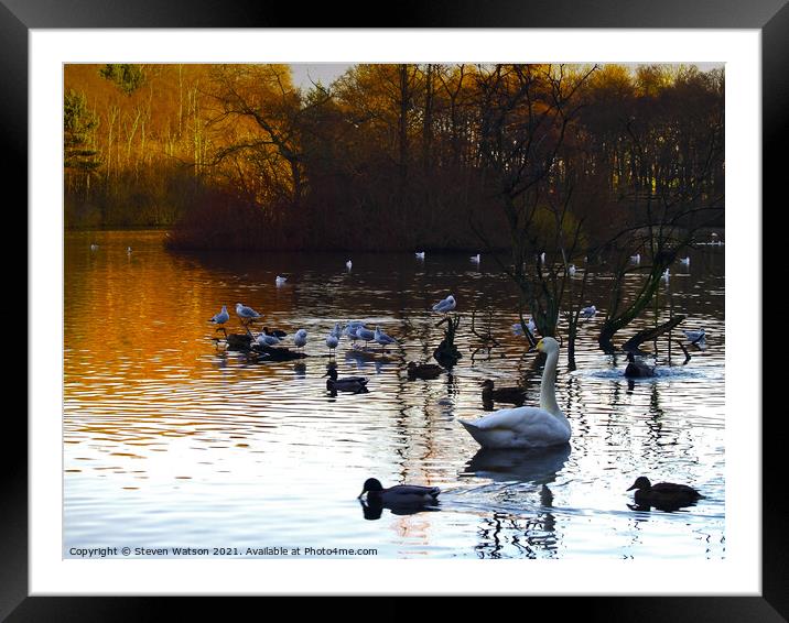 Swan Lake Framed Mounted Print by Steven Watson