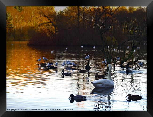 Swan Lake Framed Print by Steven Watson
