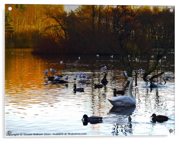 Swan Lake Acrylic by Steven Watson