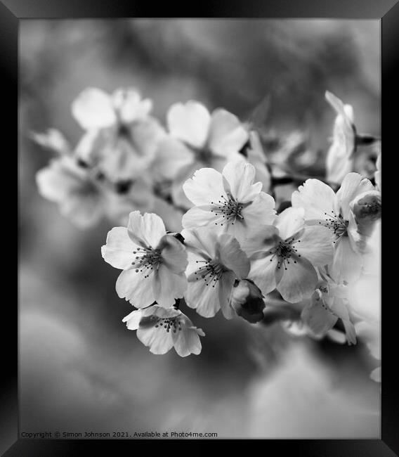 Blossom Close up Framed Print by Simon Johnson