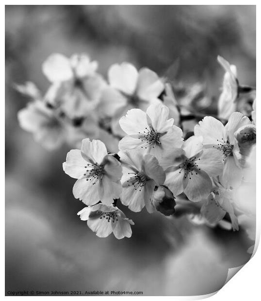 Blossom Close up Print by Simon Johnson