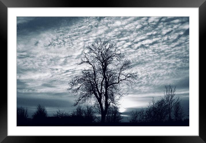 Winter tree and sky Framed Mounted Print by Simon Johnson