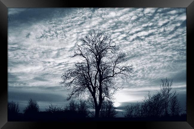 Winter tree and sky Framed Print by Simon Johnson