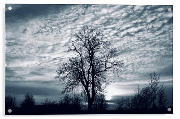 Winter tree and sky Acrylic by Simon Johnson