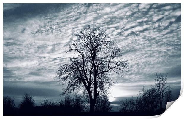 Winter tree and sky Print by Simon Johnson