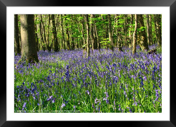 Bluebell Wood, Cornwall  Framed Mounted Print by Brian Pierce