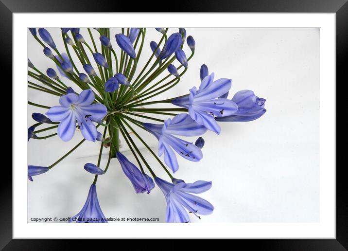  Pretty blue Agapanthus flower closeup. Framed Mounted Print by Geoff Childs